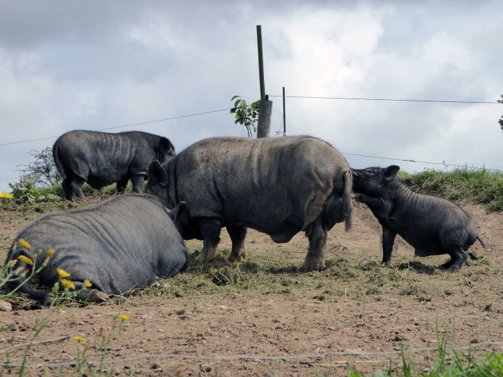 Insolites cochons vietnamiens - Malzy