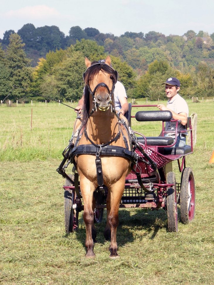 Concours d'attelage - Marly-Gomont