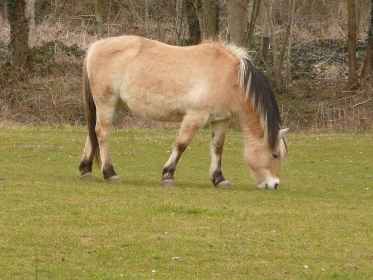 Cheval de la ferme - Nampteuil-sous-Muret