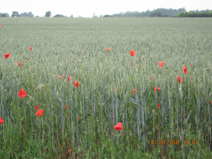 Champ de blé et que de jolis coquelicots - Parfondeval