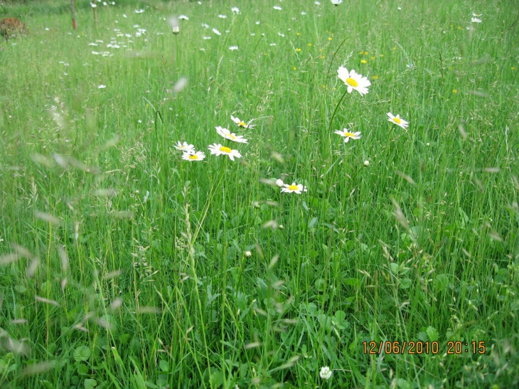 Marguerites et boutons d'or - Parfondeval