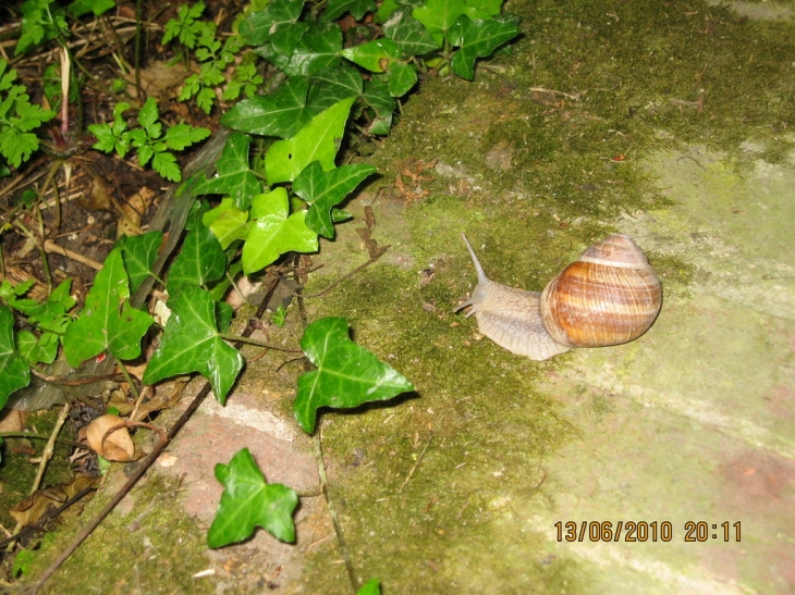 Un escargot.Belle ballade et ouvrez vos yeux - Parfondeval