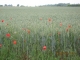 champ de blé et que de jolis coquelicots