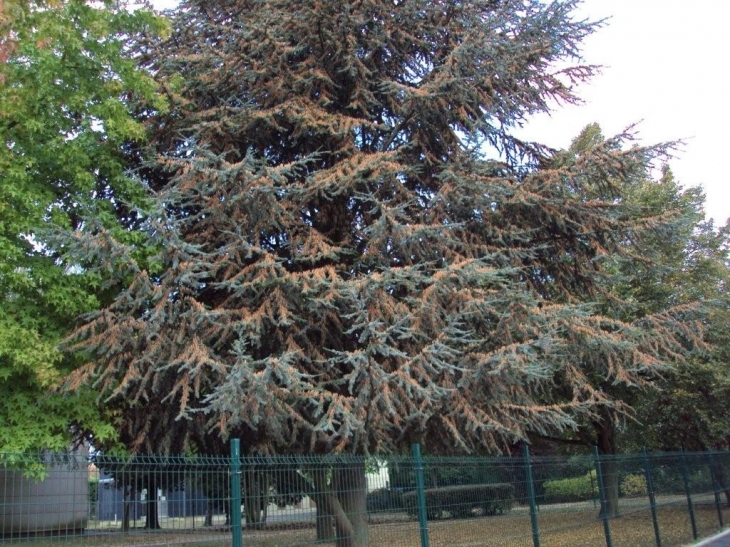 Sapin plein de pollen allergique - Tergnier