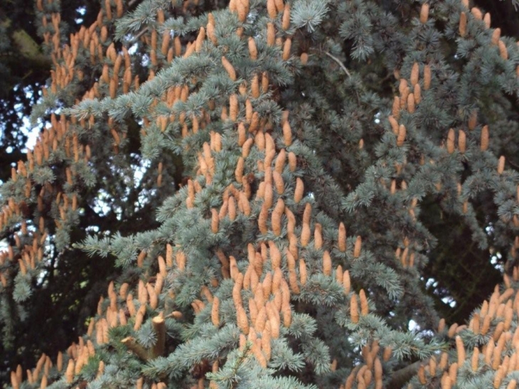 Sapin plein de pollen allergique - Tergnier