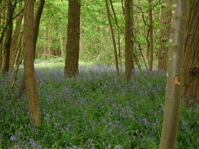 Bois de la Garenne - Boubiers