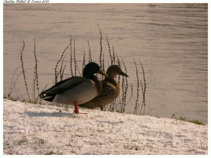 Canards givrés au bord de l'Aisne - Choisy-au-Bac