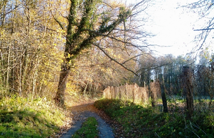 Chemin en forêt à Choisy - Choisy-au-Bac