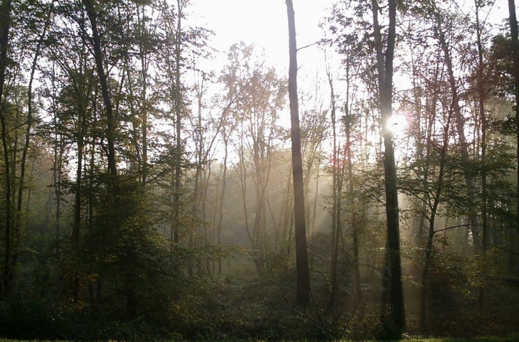 Forêt de compiègne toute proche - Choisy-au-Bac