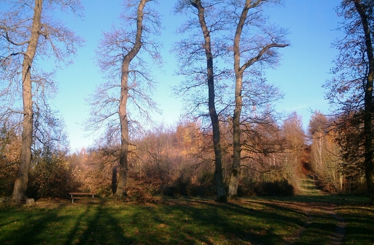 Foret de Laigue Choisy - Choisy-au-Bac