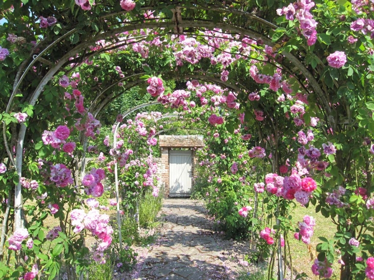 Un jardin fleuri de roses - Gerberoy