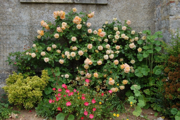 Rosiers de l'Eglise Notre Dame - Le Coudray-Saint-Germer