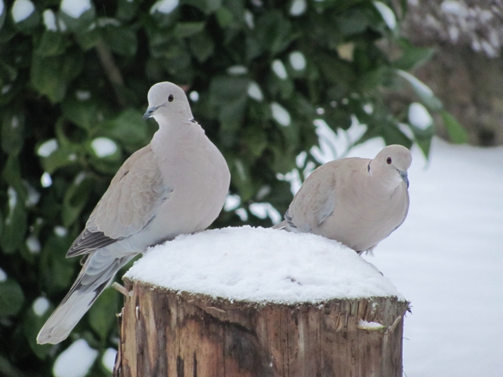 Neige au Coudray-St-Germer - Le Coudray-Saint-Germer