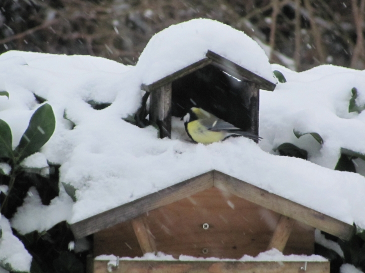 Refuge pour les oiseaux... - Le Coudray-Saint-Germer