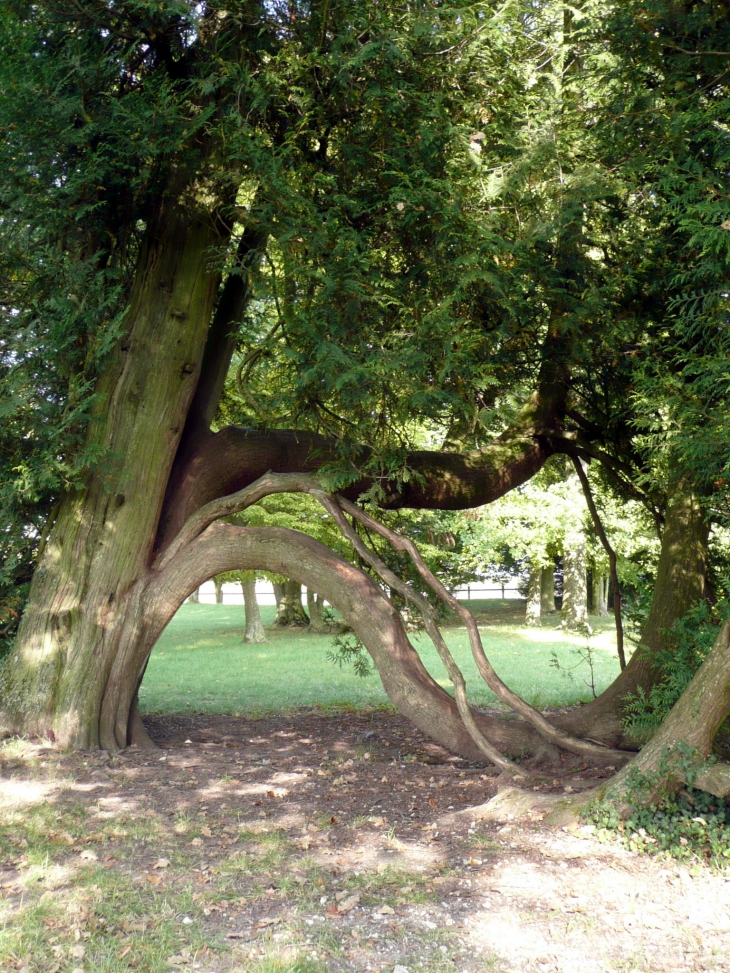 Arbre exceptionnel sur le site Gallo Romains de Champlieu - Orrouy