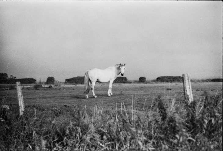 Le cheval blanc  - Bettembos