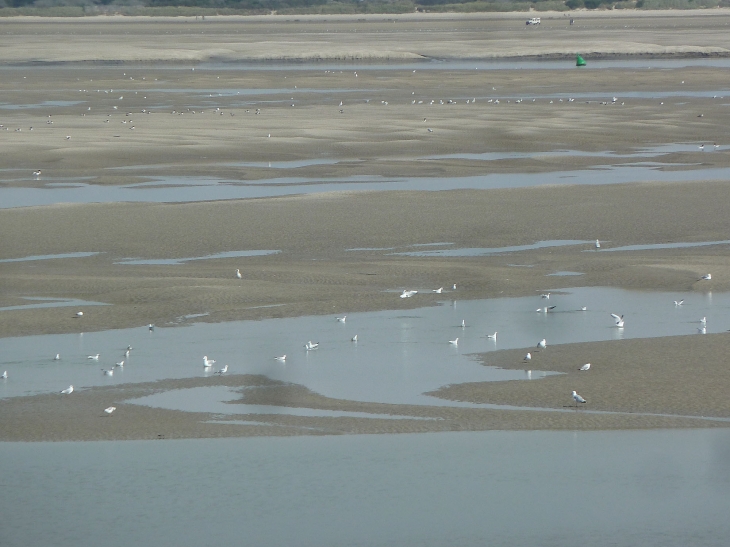 Le Hourdel : la baie de Somme - Cayeux-sur-Mer