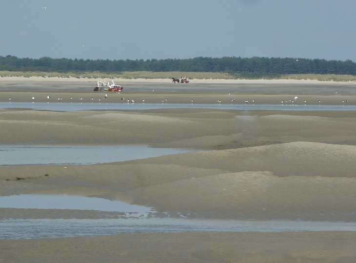 Le Hourdel : la baie de Somme - Cayeux-sur-Mer