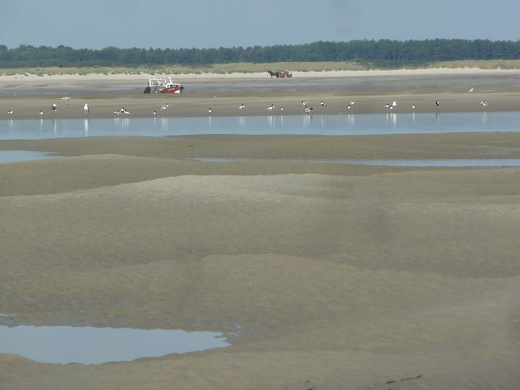 Le Hourdel : la baie de Somme - Cayeux-sur-Mer