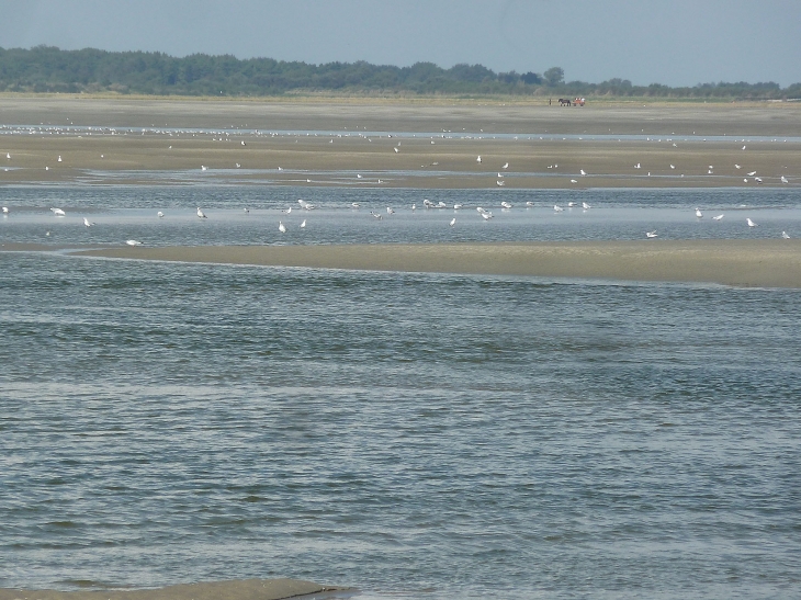 Le Hourdel : la baie de Somme - Cayeux-sur-Mer