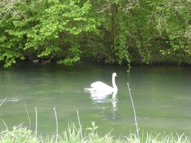 Sur la Selle - Conty