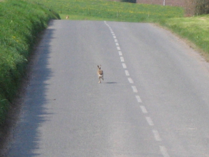 Lievre en promenade - Hangest-sur-Somme