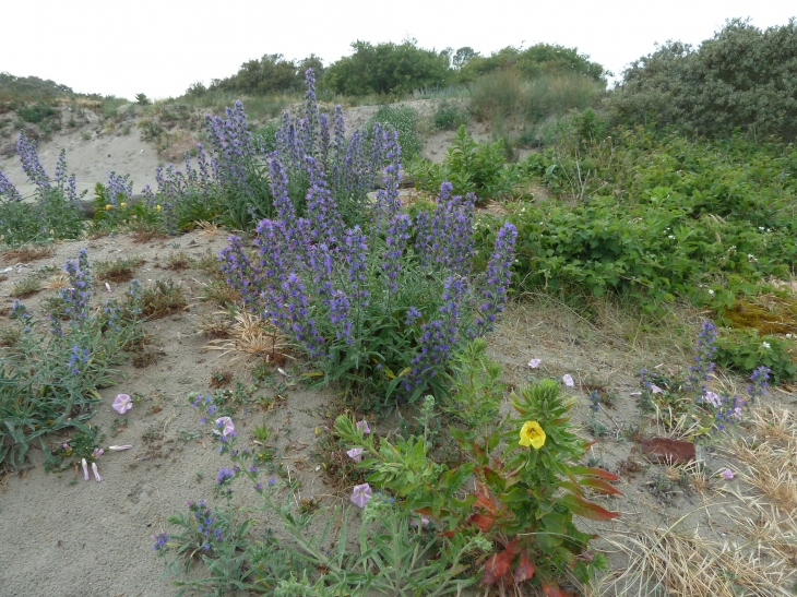 Les fleurs sauvages du Marais du Crotoy - Le Crotoy