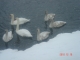 Photo précédente de Péronne Les Cygnes à PERONNE