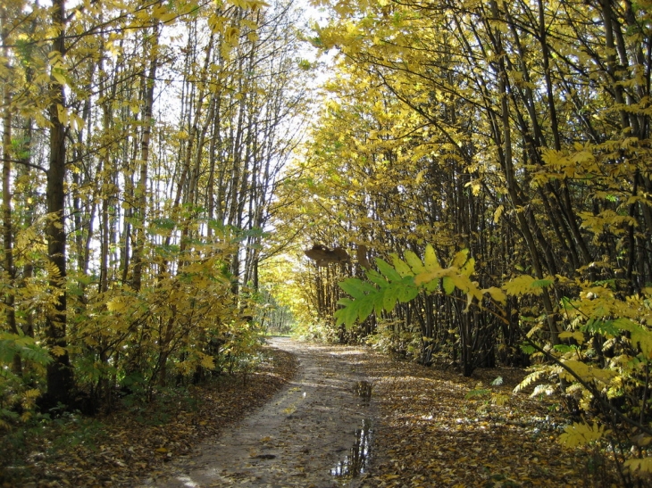 L'automne a St Qentin en Tourmont 80120  Credit: Lucette Melius - Saint-Quentin-en-Tourmont