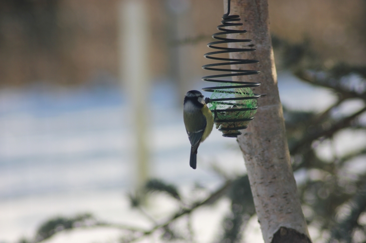 La petite Mésange bleue de nos jardins - Saint-Quentin-en-Tourmont