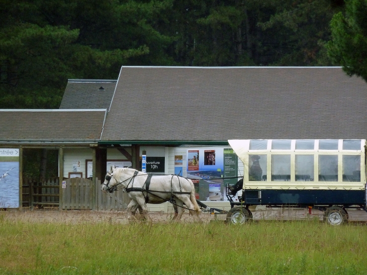 Le parc ornithologique du Marquenterre - Saint-Quentin-en-Tourmont