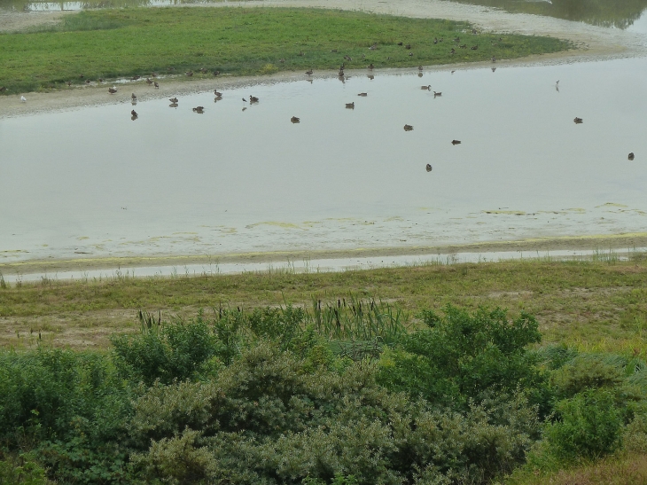 Le parc ornithologique du Marquenterre - Saint-Quentin-en-Tourmont