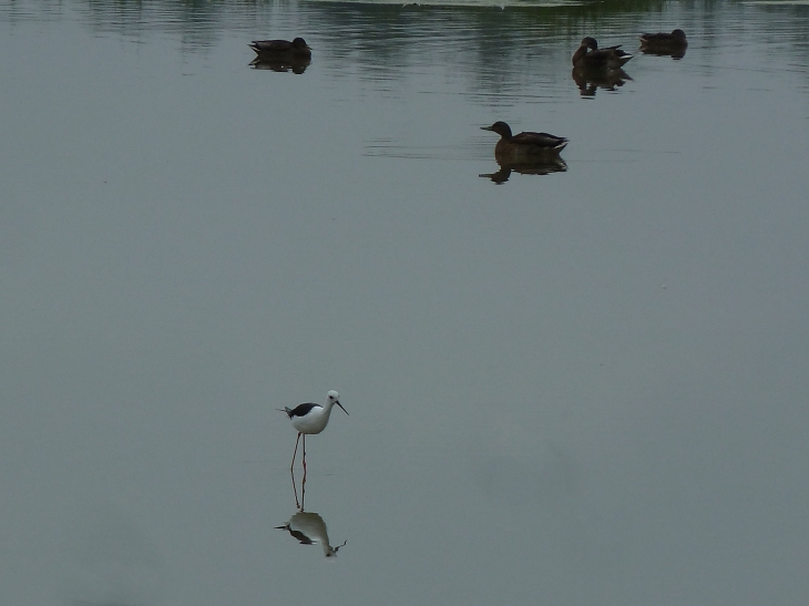 Le parc ornithologique du Marquenterre - Saint-Quentin-en-Tourmont