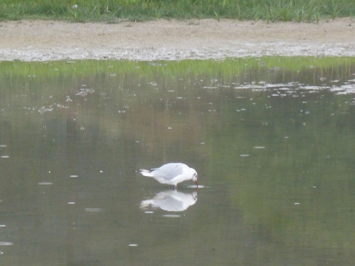 Le parc ornithologique du Marquenterre - Saint-Quentin-en-Tourmont