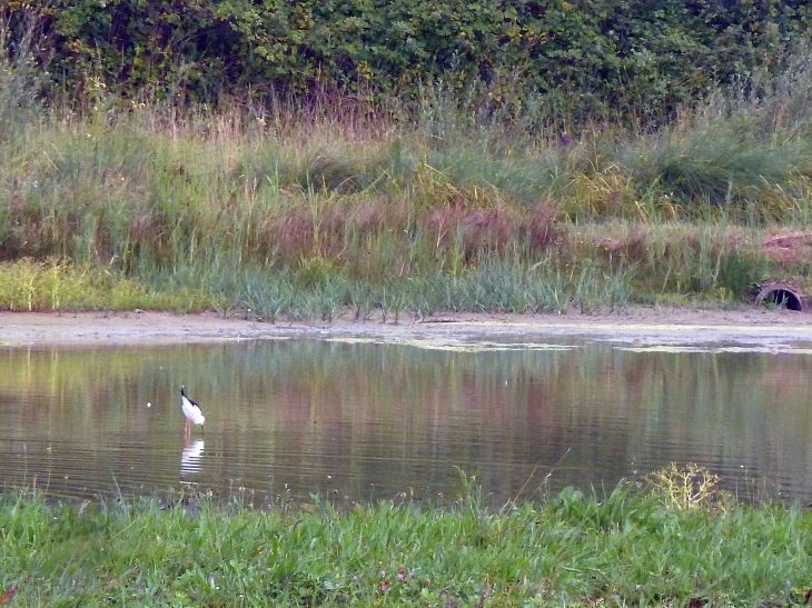 Le parc ornithologique du Marquenterre - Saint-Quentin-en-Tourmont