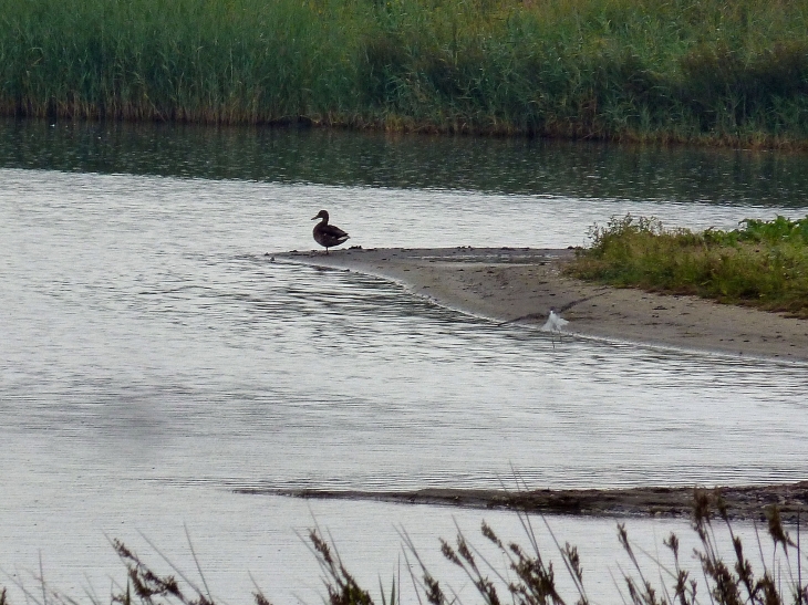 Le parc ornithologique du Marquenterre - Saint-Quentin-en-Tourmont