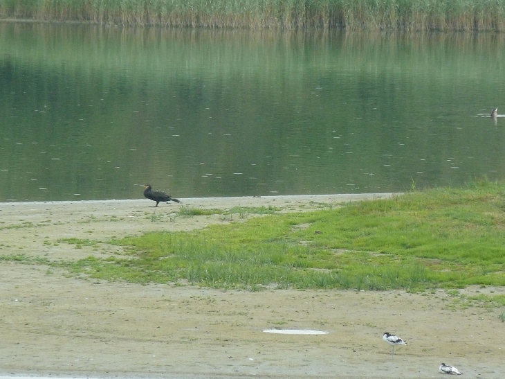 Le parc ornithologique du Marquenterre - Saint-Quentin-en-Tourmont