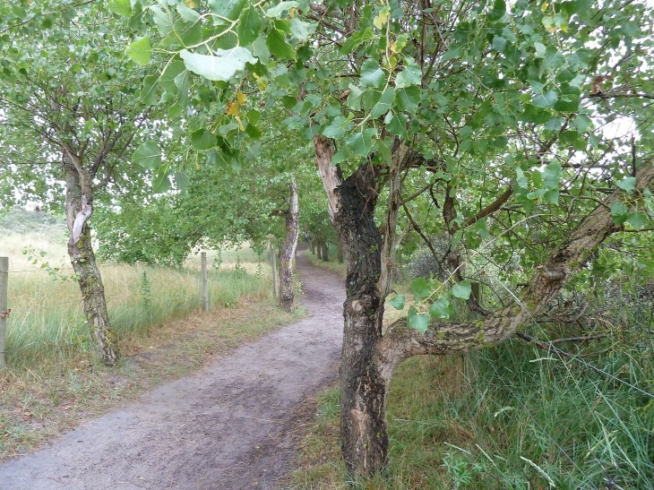 Le parc ornithologique du Marquenterre - Saint-Quentin-en-Tourmont