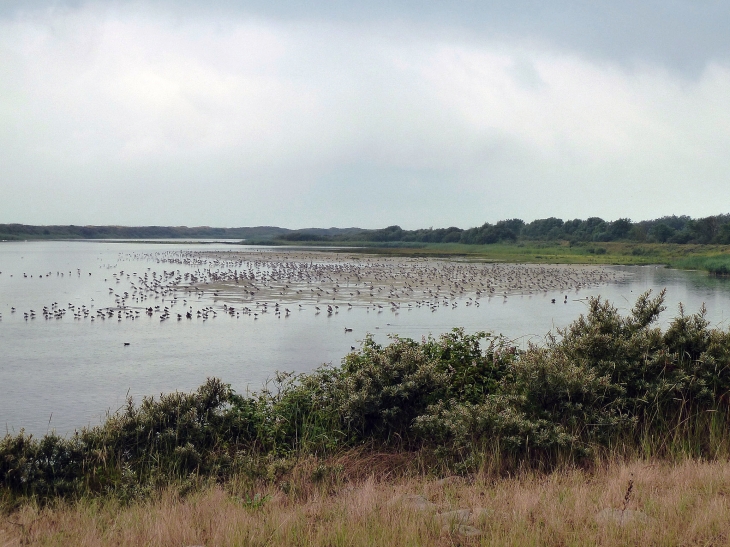 Le parc ornithologique du Marquenterre - Saint-Quentin-en-Tourmont