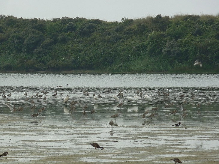 Le parc ornithologique du Marquenterre - Saint-Quentin-en-Tourmont