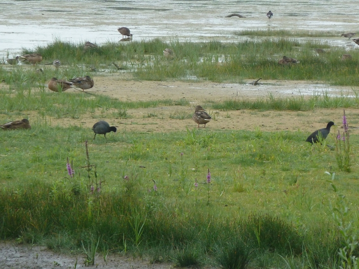 Le parc ornithologique du Marquenterre - Saint-Quentin-en-Tourmont