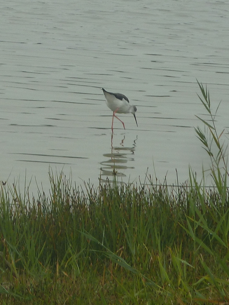 Le parc ornithologique du Marquenterre - Saint-Quentin-en-Tourmont