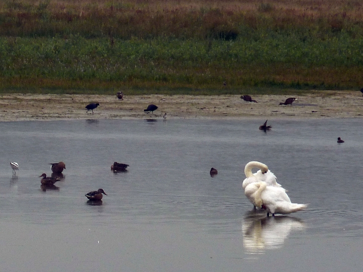 Le parc ornithologique du Marquenterre - Saint-Quentin-en-Tourmont