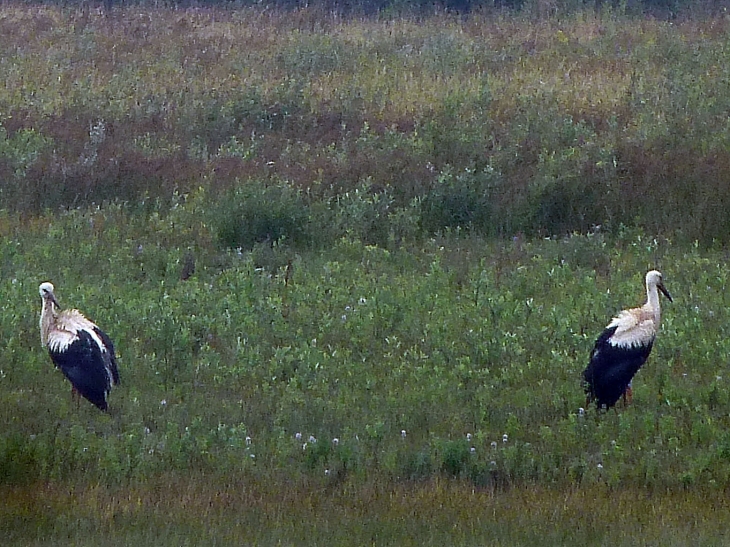 Le parc ornithologique du Marquenterre - Saint-Quentin-en-Tourmont