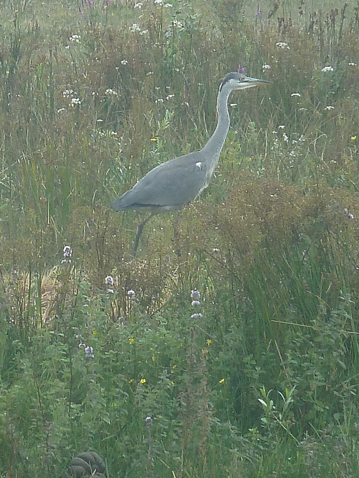 Le parc ornithologique du Marquenterre - Saint-Quentin-en-Tourmont