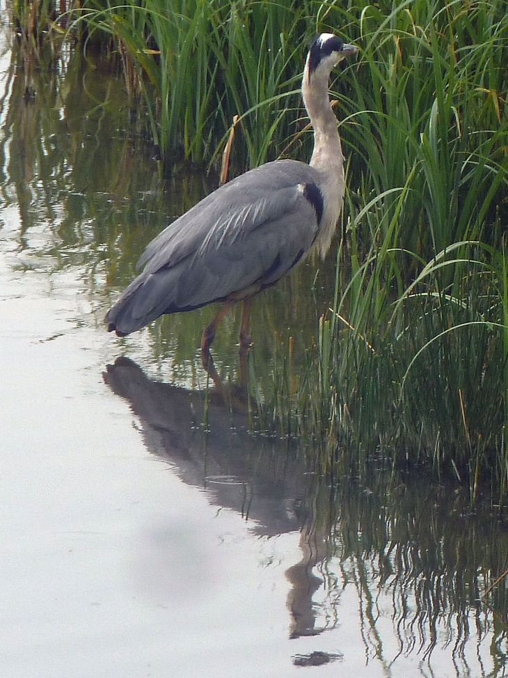 Le parc ornithologique du Marquenterre - Saint-Quentin-en-Tourmont