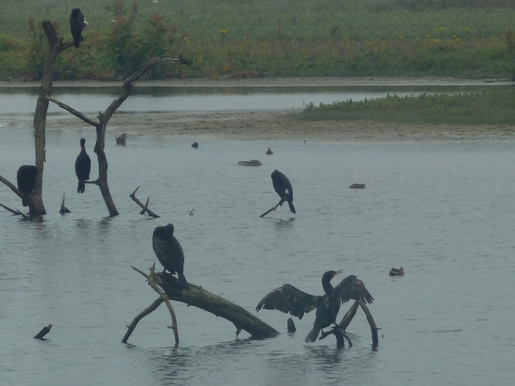 Le parc ornithologique du Marquenterre - Saint-Quentin-en-Tourmont