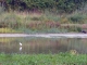 le parc ornithologique du Marquenterre