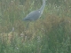 le parc ornithologique du Marquenterre