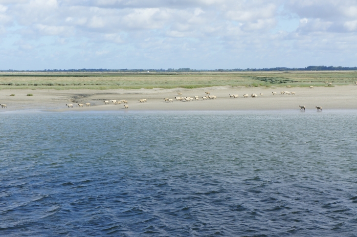 Baie de Somme, St valery - Saint-Valery-sur-Somme